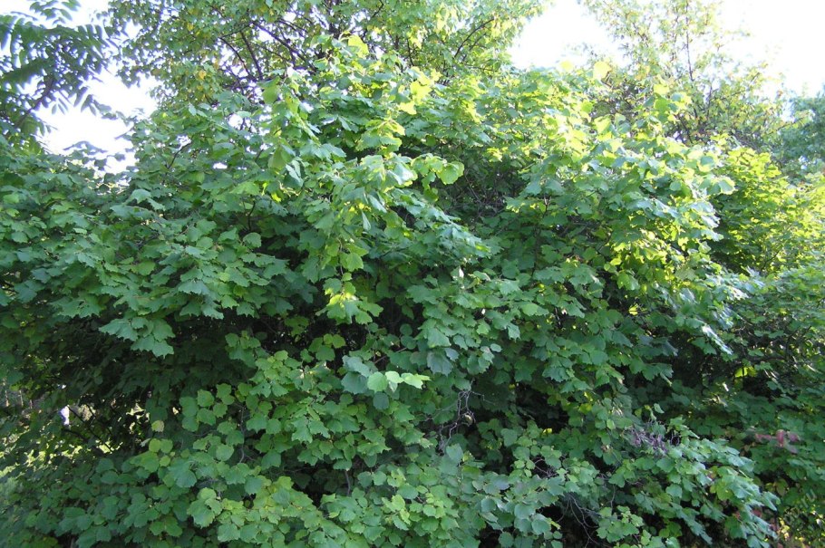 Лещина разнолистная (орешник)