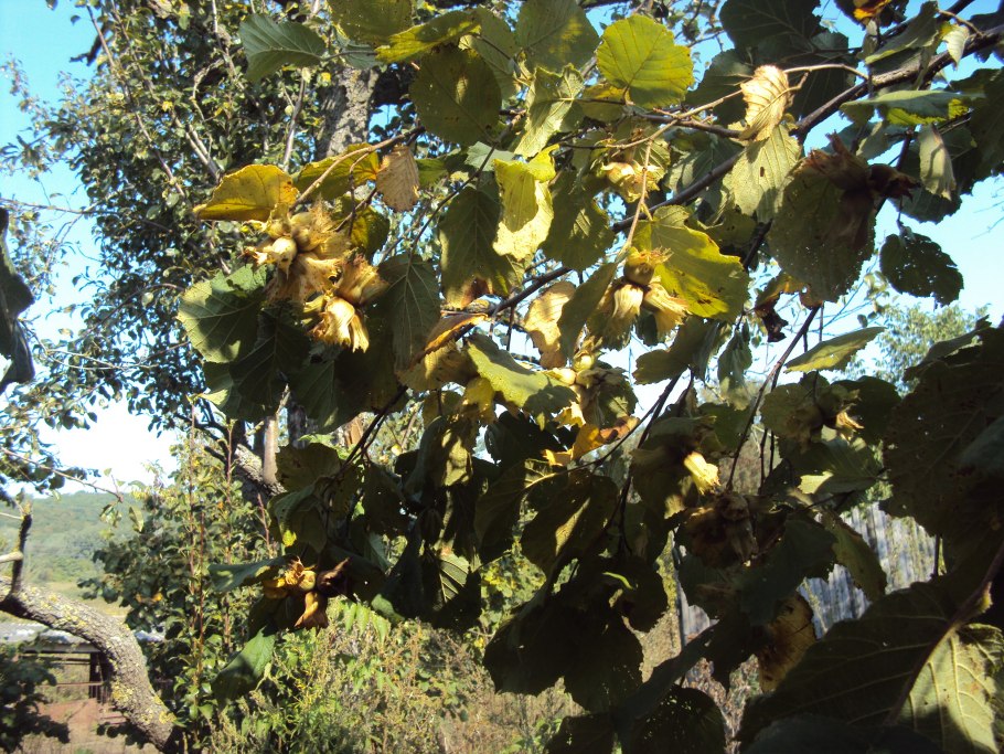 Corylus avellana Red Majestic