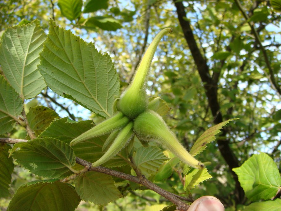 Лещина разнолистная - Corylus heterophylla