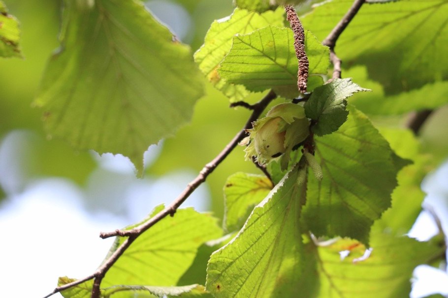Лещина разнолистная - Corylus heterophylla