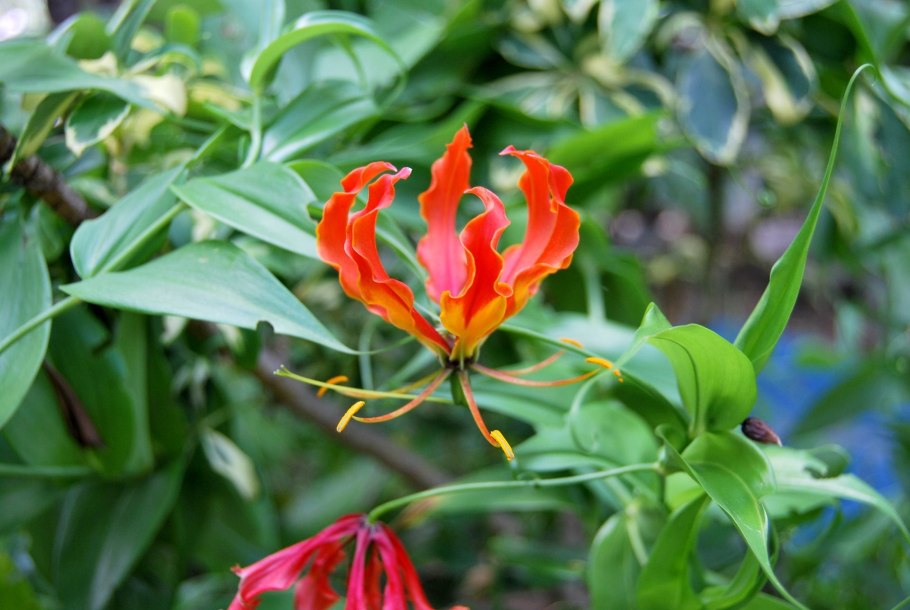 Чилийский цветок славы