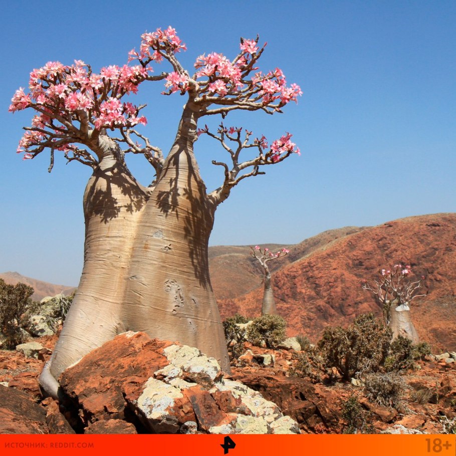 Адениум бутылочное дерево