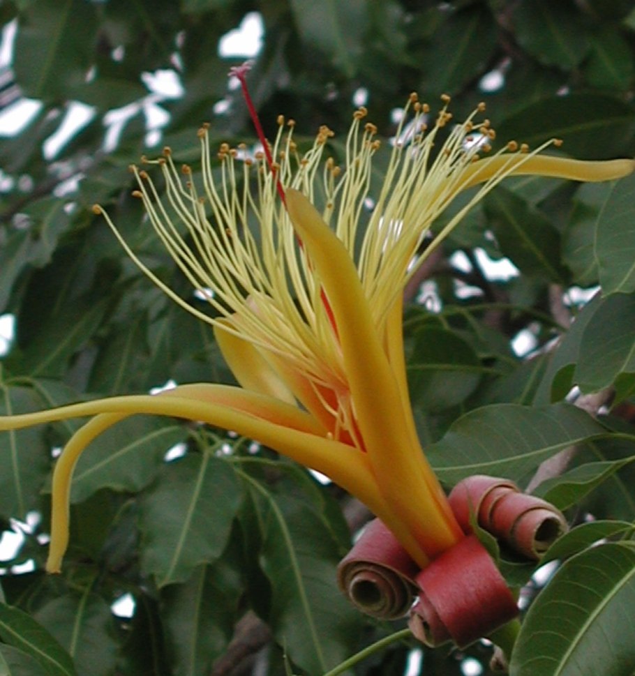 Цветок мадагаскарского баобаба