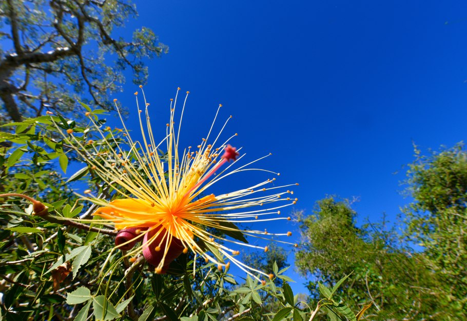 Адансония Мадагаскарская цветы