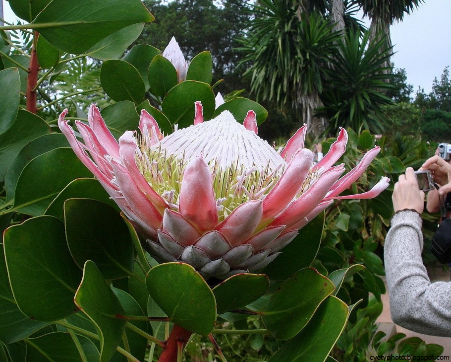 Цветок Махамеру