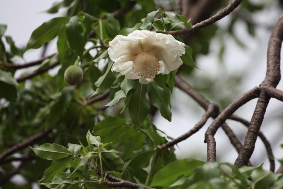 Цветок баобаба