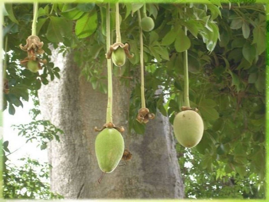 Баобаб дерево плоды