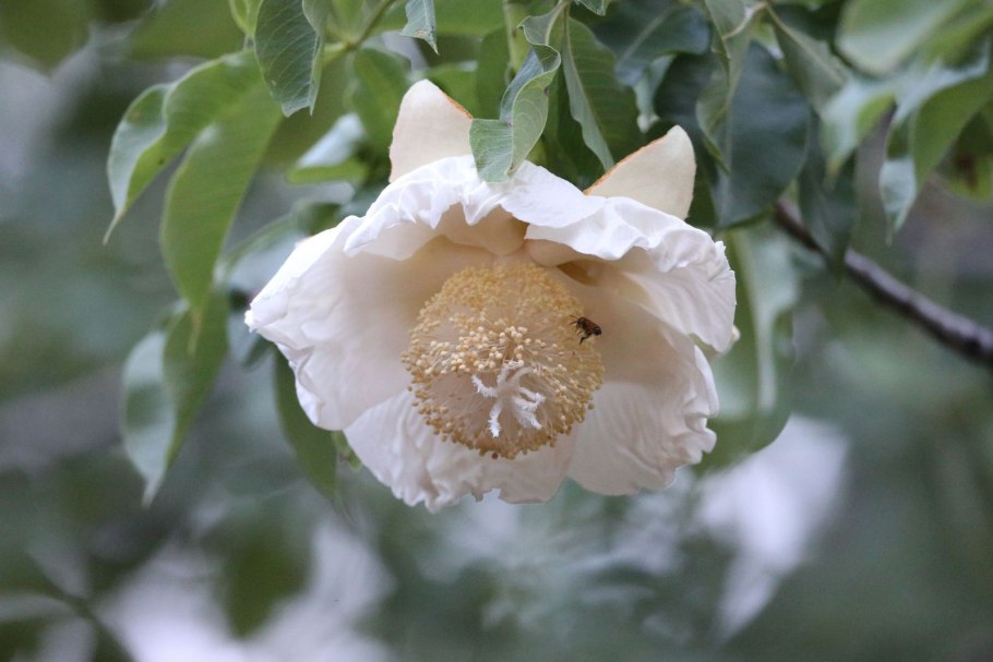 Бутон баобаба