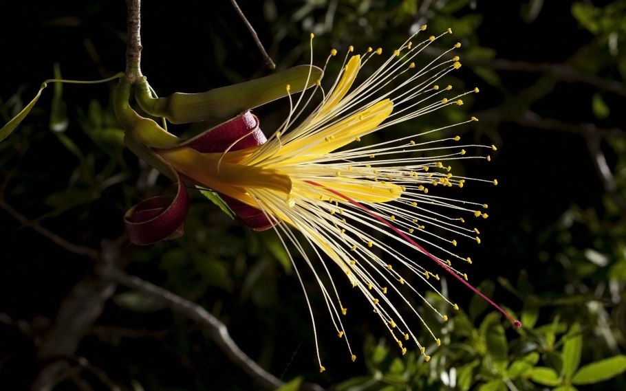 Adansonia madagascariensis