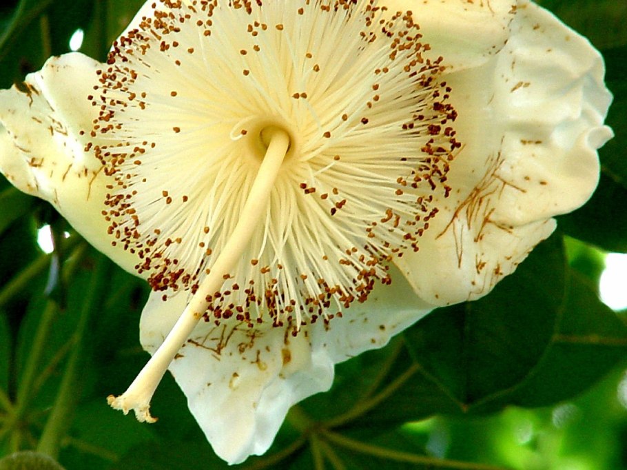 Цветок баобаба