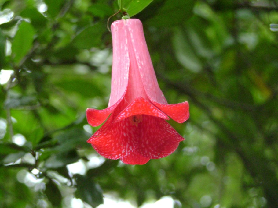 Чили лапажерия