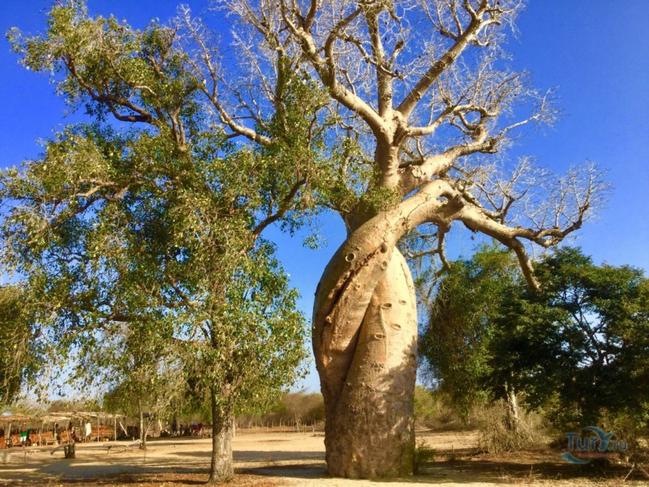 Корни баобаба
