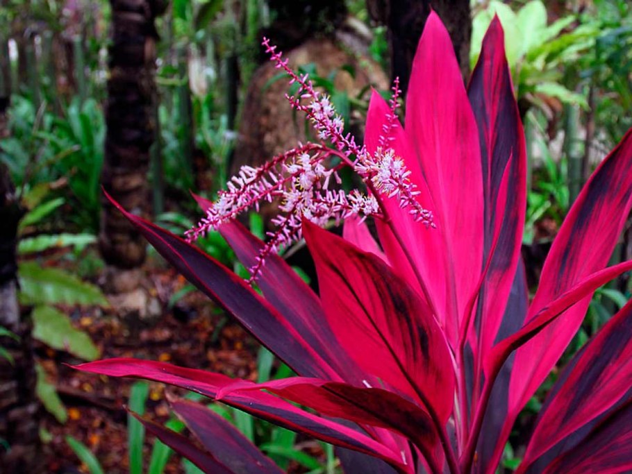 Кордилина верхушечная