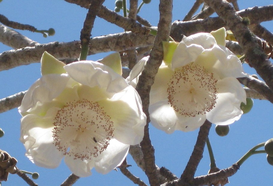 Баобаб Африканский Цветущий