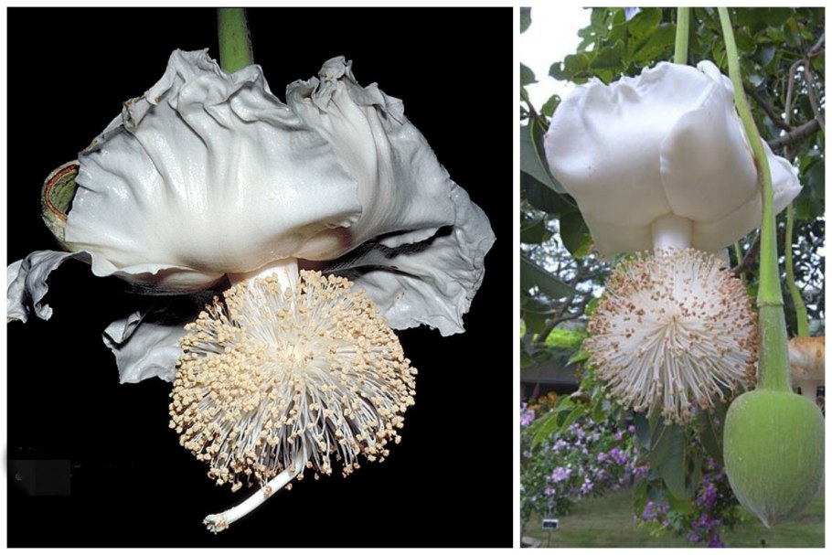 Цветение баобаба фото