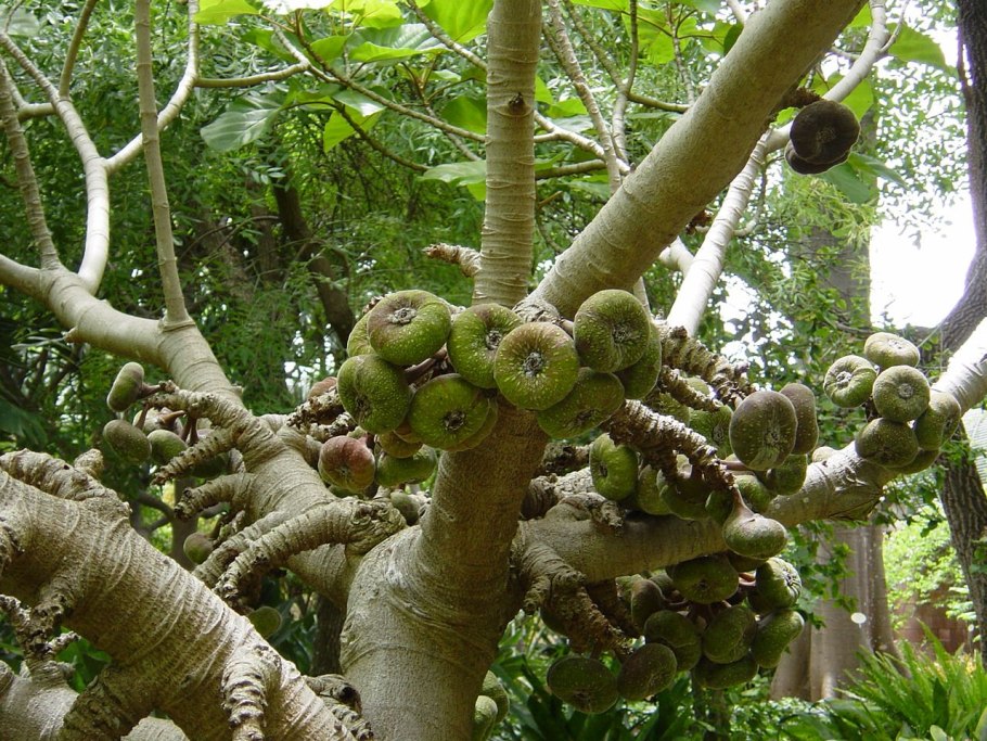Дерево хура взрывающаяся