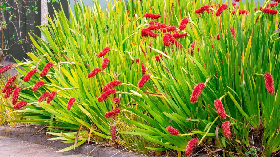 Xeronema Callistemon
