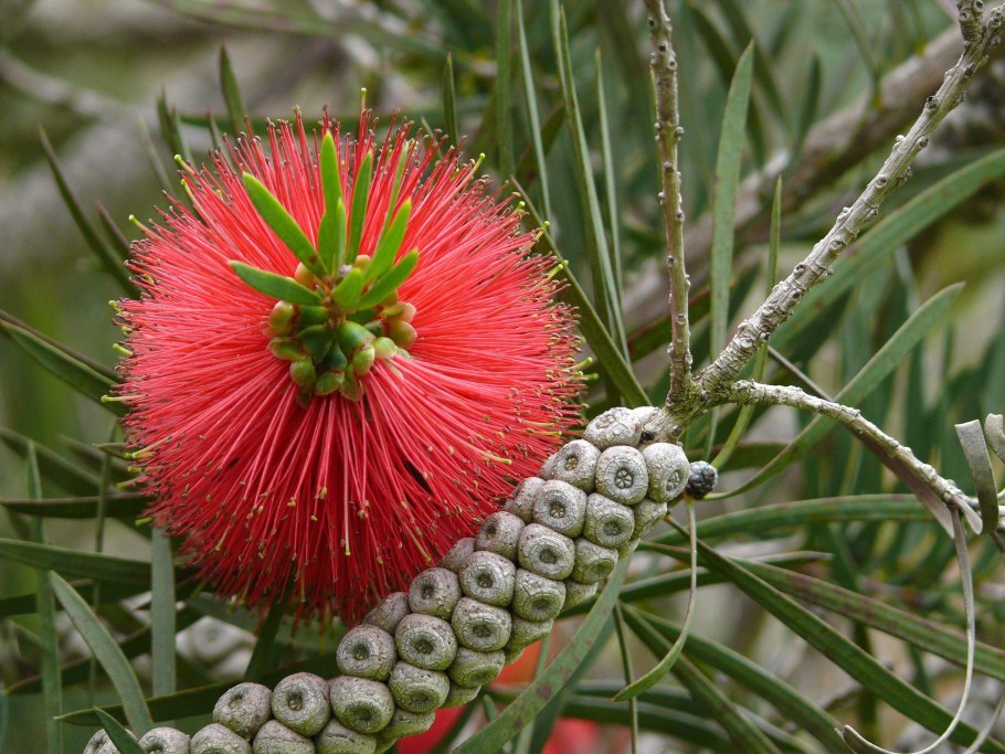 Каллистемон прутовидный