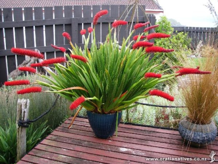 Xeronema Callistemon