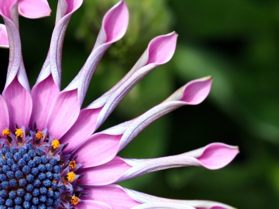 Колибри опыляют растения