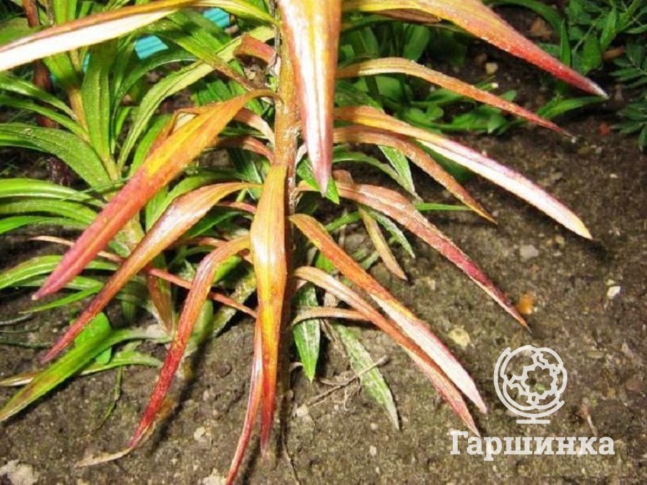 Вируссветрянки под микроскопом