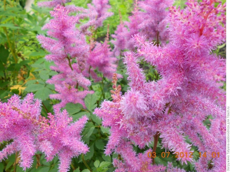 Айрон кросс цветок