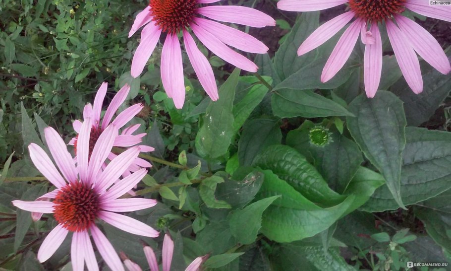 Светло салатовый цвет