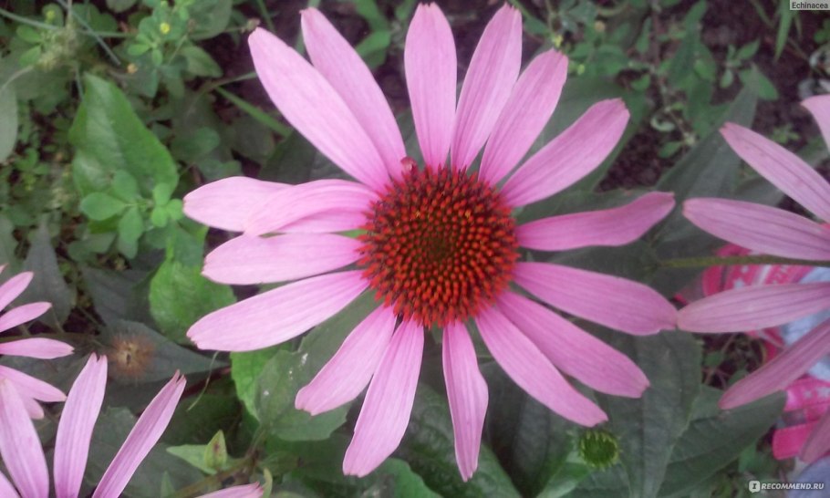 Мак цветок бутон