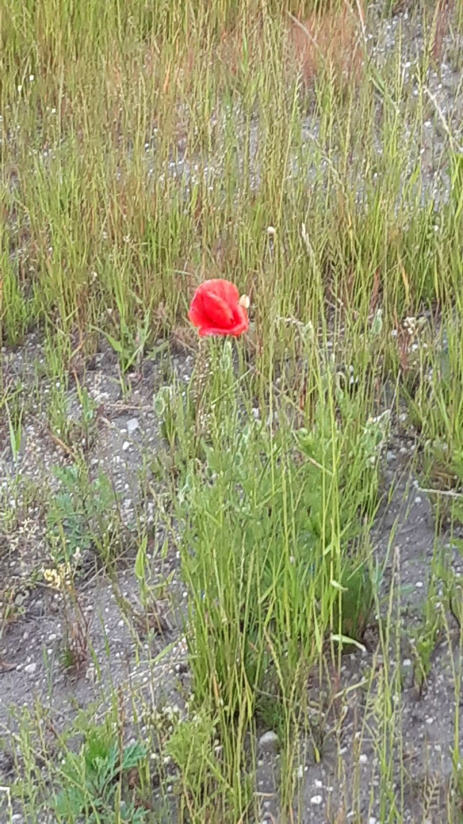 Морской дракон тряпичник