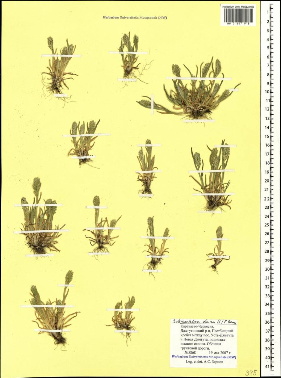 Sclerochloa woronowii