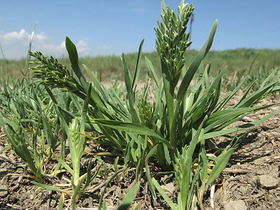 Жесткоколосница твердая