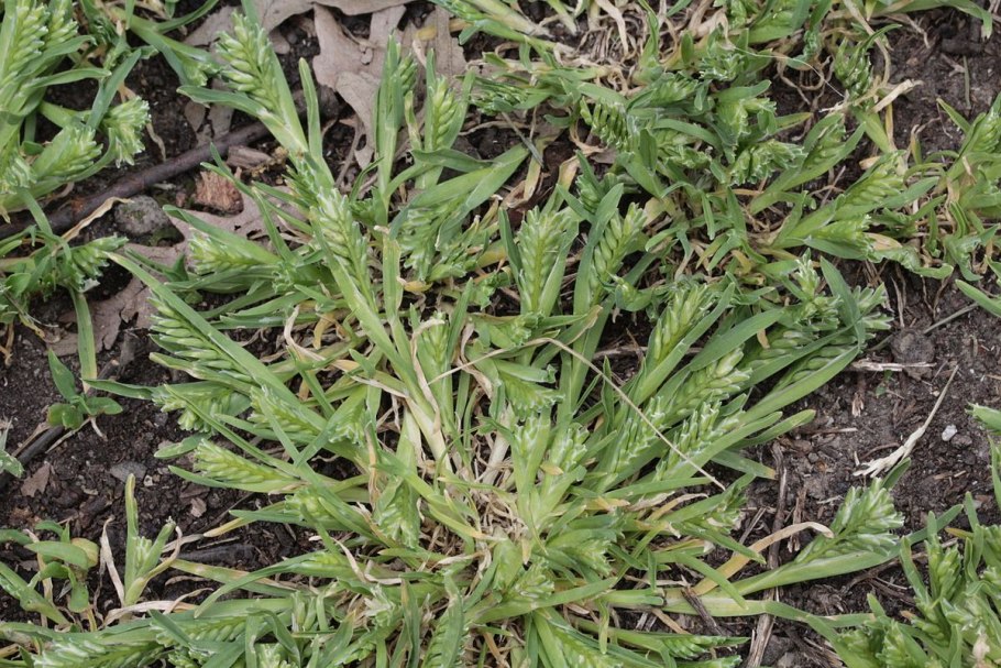 Цервикалгия шейного отдела