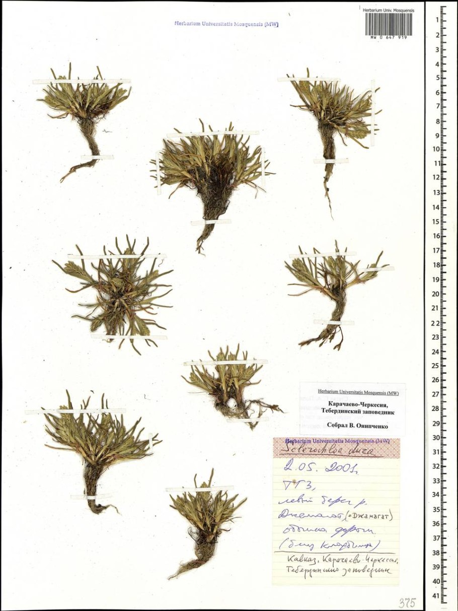 Злакт, флаговой пшеницв