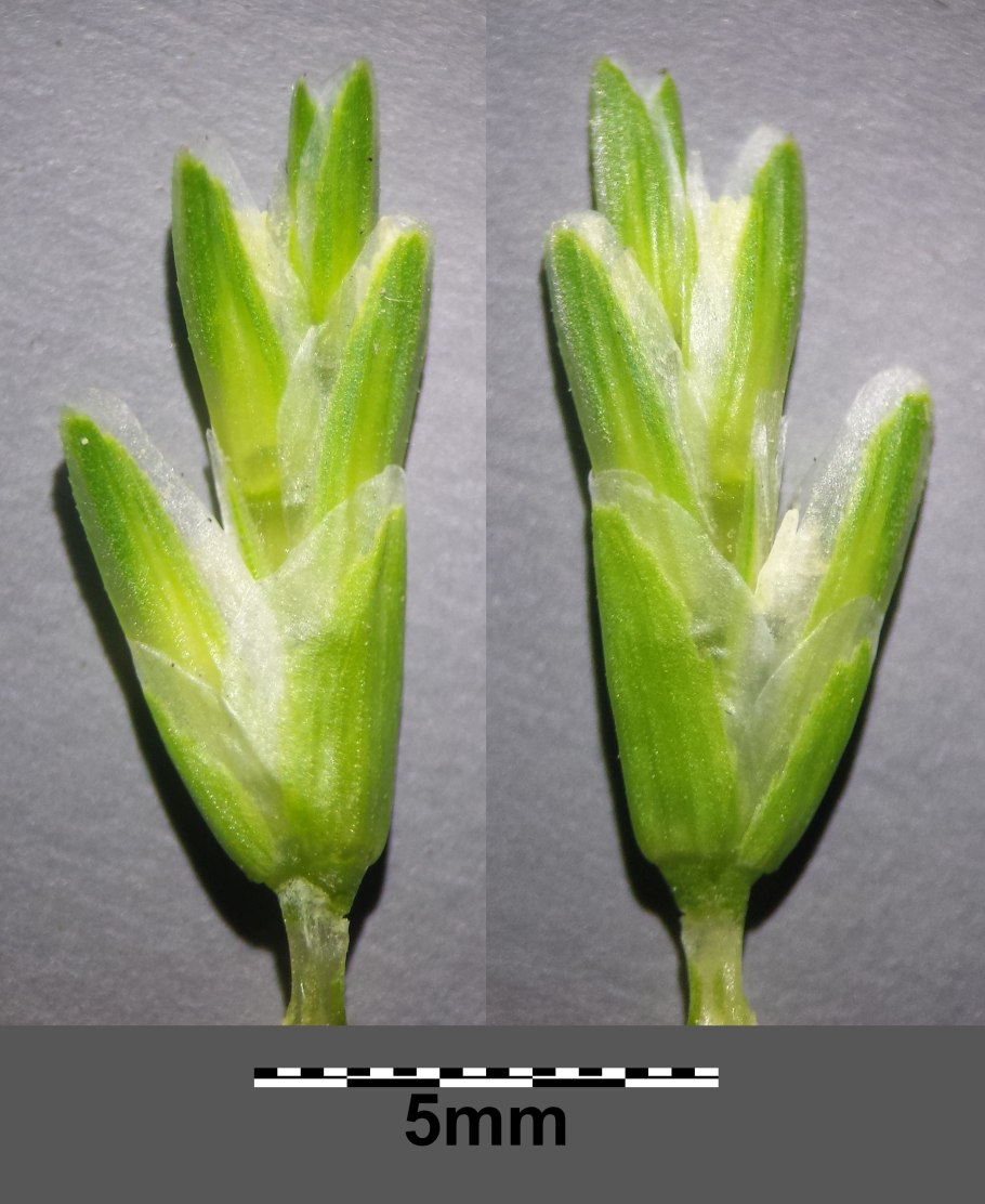 Мини экскаватор Kobelco sk025