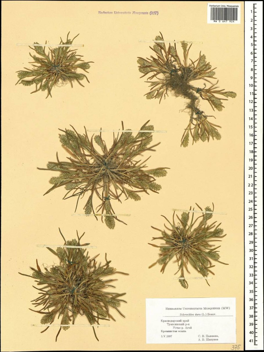 Sclerochloa woronowii
