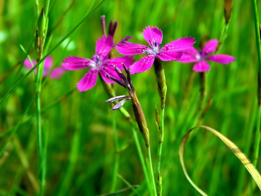 Гвоздика травянка Лесная