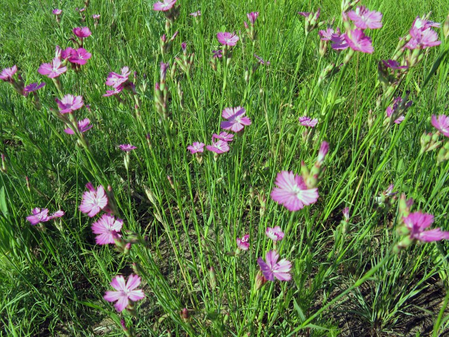 Гвоздика сосноволистная (Dianthus pinifolius)