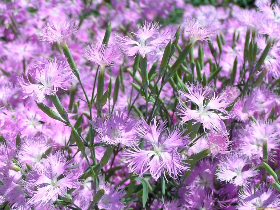 Гвоздика травянка красная