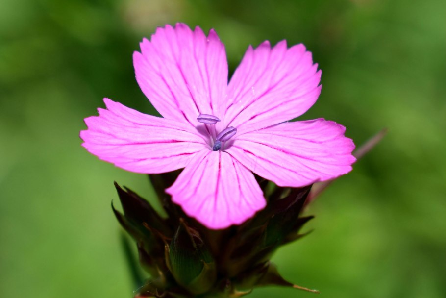 Полевая гвоздика синяя