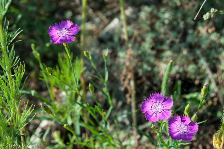Гвоздика травянка луговая