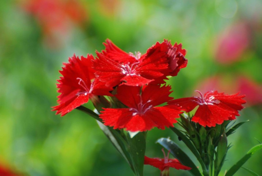 Гвоздика Борбаша