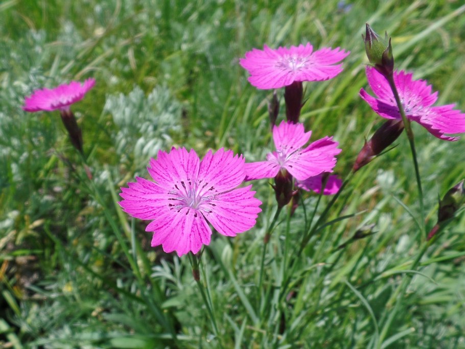 Гвоздика разноцветная ( Dianthus versicolor)