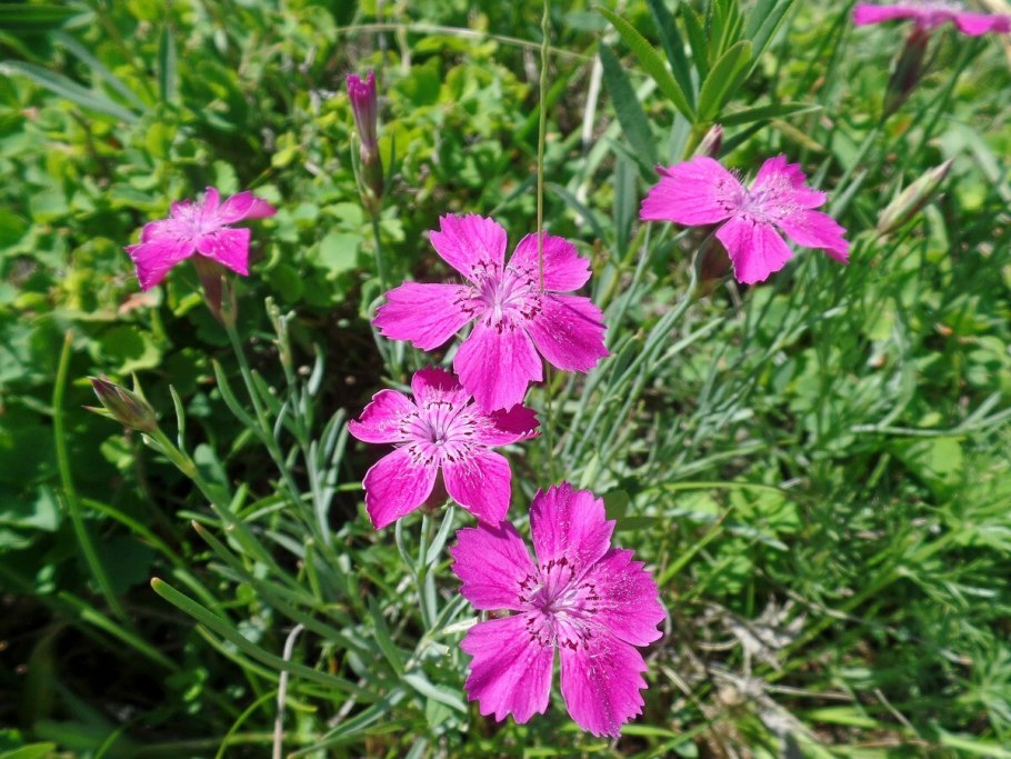 Гвоздика травянка дикая