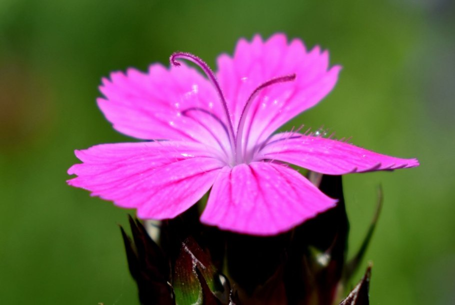 Dianthus versicolor