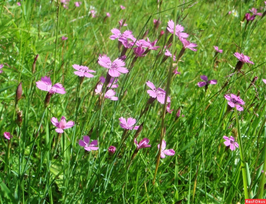 Гвоздика южностепная