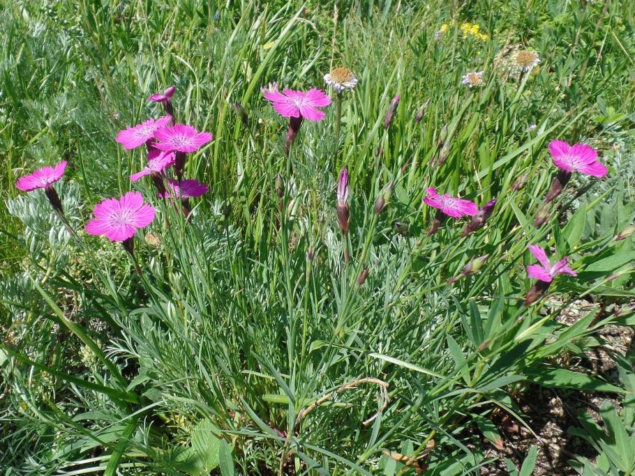 Гвоздика Евгении (Dianthus eugeniae Kleop.)