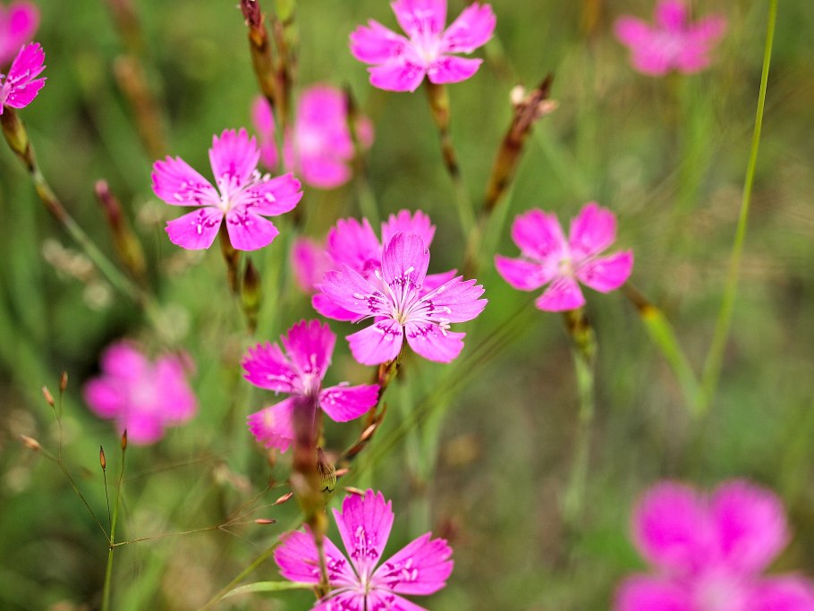 Смолка Полевая гвоздика