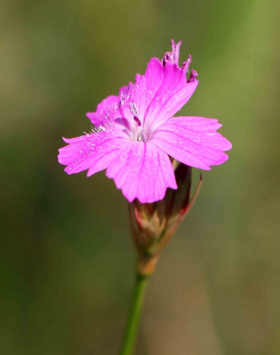 Гвоздика Полевая ( Dianthus Campestris)