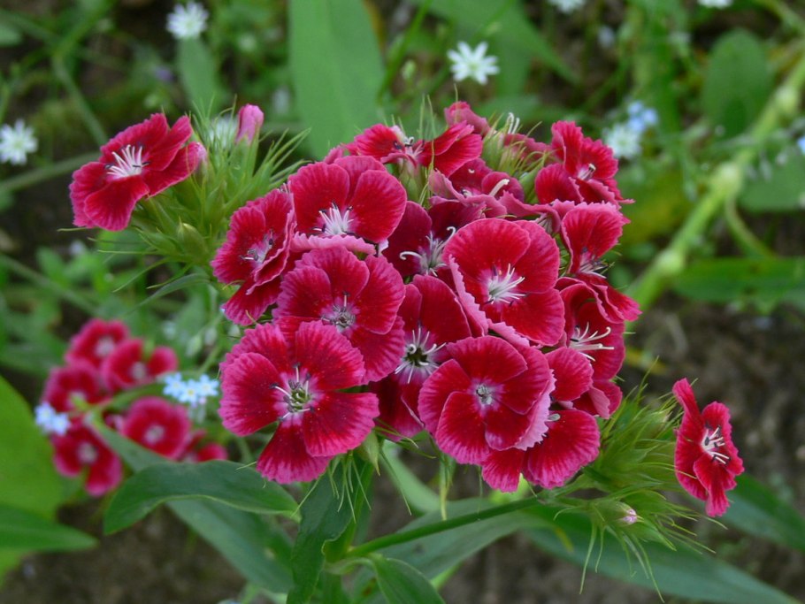 Полевые цветы похожие на гвоздику