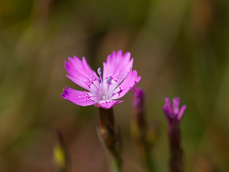 Гвоздика травянка (dianthus deltoides)